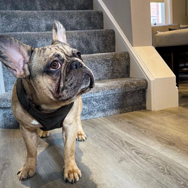 French Bulldog next to staircase at One Warwick Park