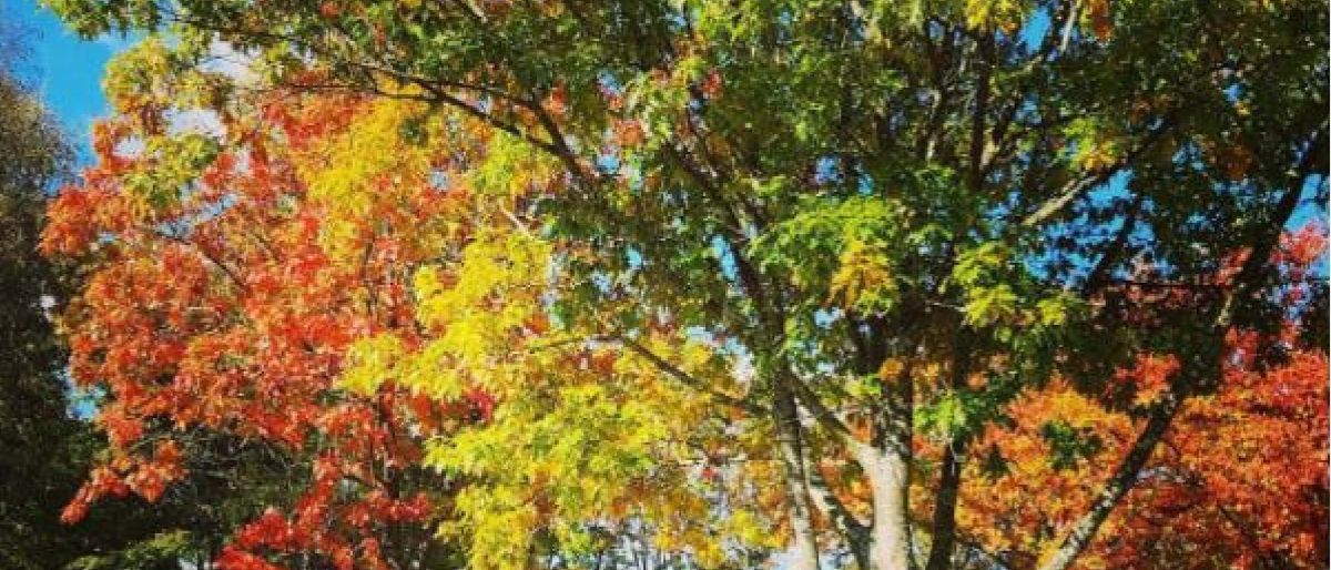 October half term in Royal Tunbridge Wells