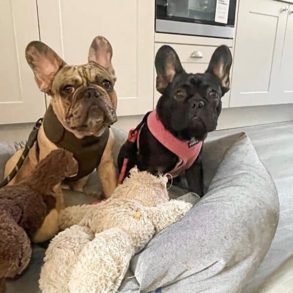 French Bulldogs at One Warwick Park